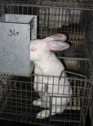 lapine dressée consommant  dans une trémie surélevée